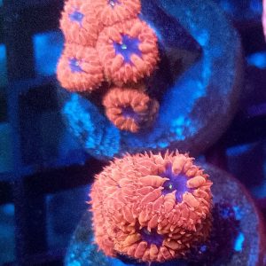 E097 Blueraven Blastos