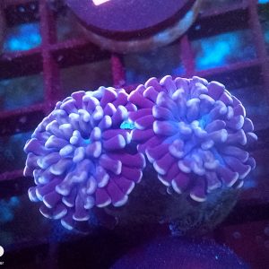 E011 Pink Purple Hammer