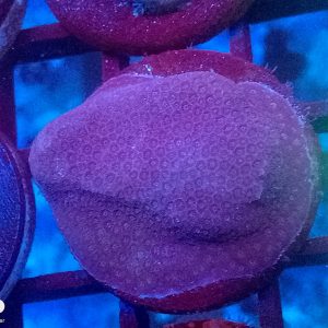 E085 Porties