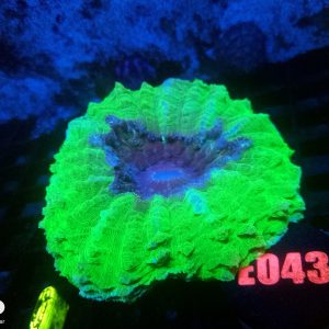 E043 Acantho