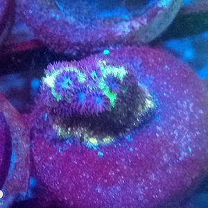 E096 Purple Leptastrea