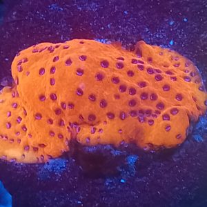 E093 Orange Plating Monti