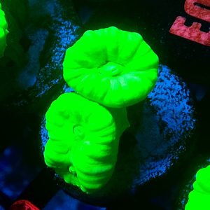 E067 Kryptonite Candycane