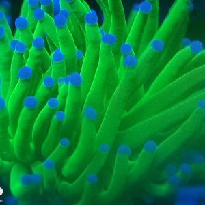 E042 Blue Tip Torch