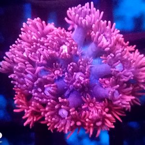 E027 Pink Aussie Goni