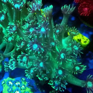 E023 Green Aussie Goni