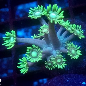 E028 Green Goni