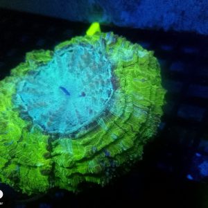 E044 Acantho