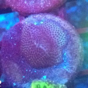 E089 Purple Porites