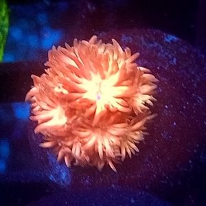 E128 Ring Of Fire Goni